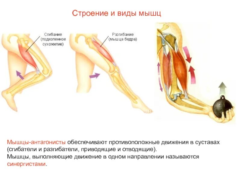 Мышцы приводящие в движение. Мышцы сгибатели тазобедренного сустава. Приводящие и отводящие мышцы. Мышцы разгибатели бедра. Строение мышц сгибателей и разгибателей.