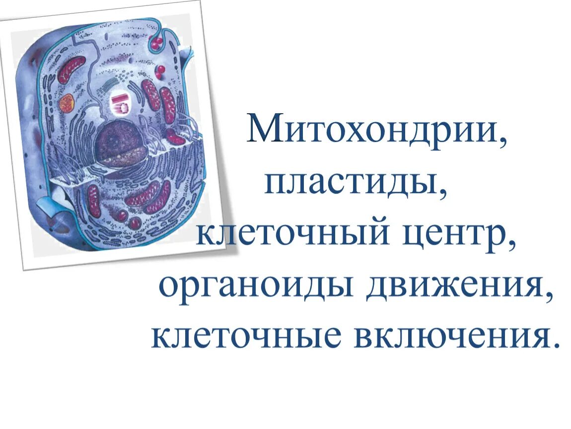 Движение клетки. Митохондрии пластиды клеточный центр органоиды движения. (Митохондрии, пластиды, клеточный центр). Клеточный центр органоиды движения. Клеточный центр органоиды движения клеточные включения.