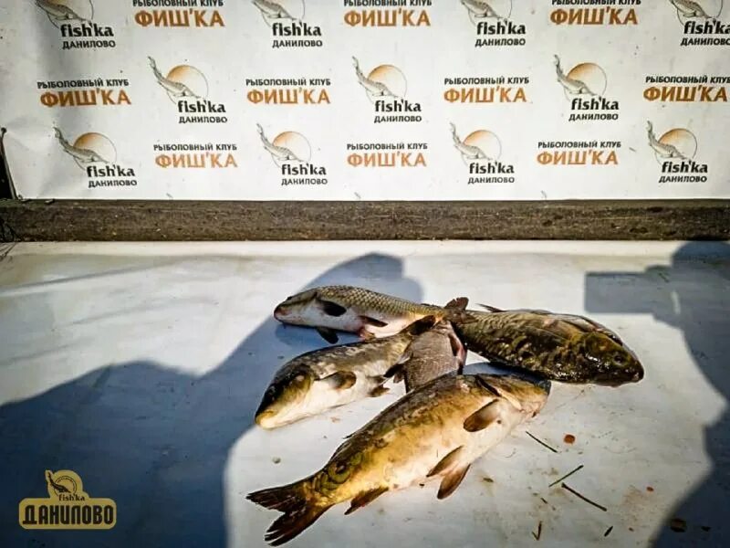 фишка данилово русфишинг