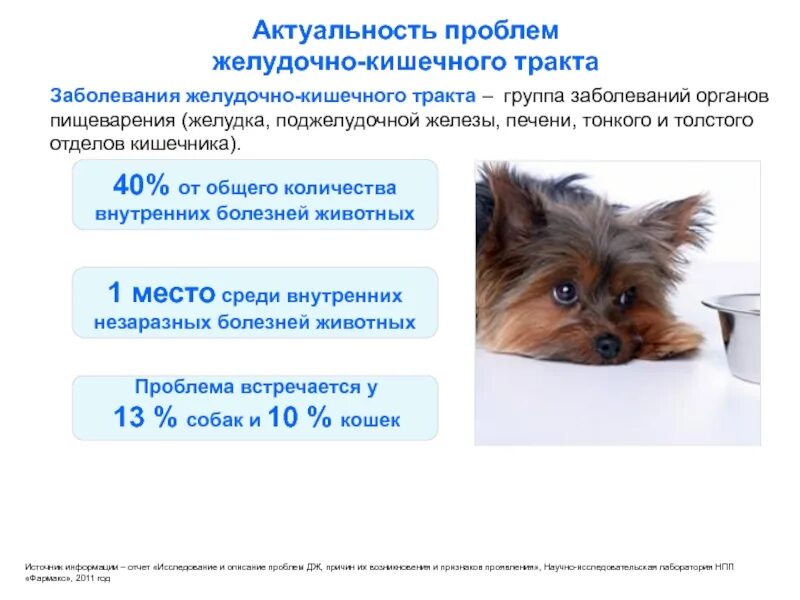 Пальпация живота собаки. Парвовирусный гастроэнтерит собак ветеринария. Собака проблемы с жкт. Схема расположения органов пищеварения собаки. Пищеварительная система собаки схема.