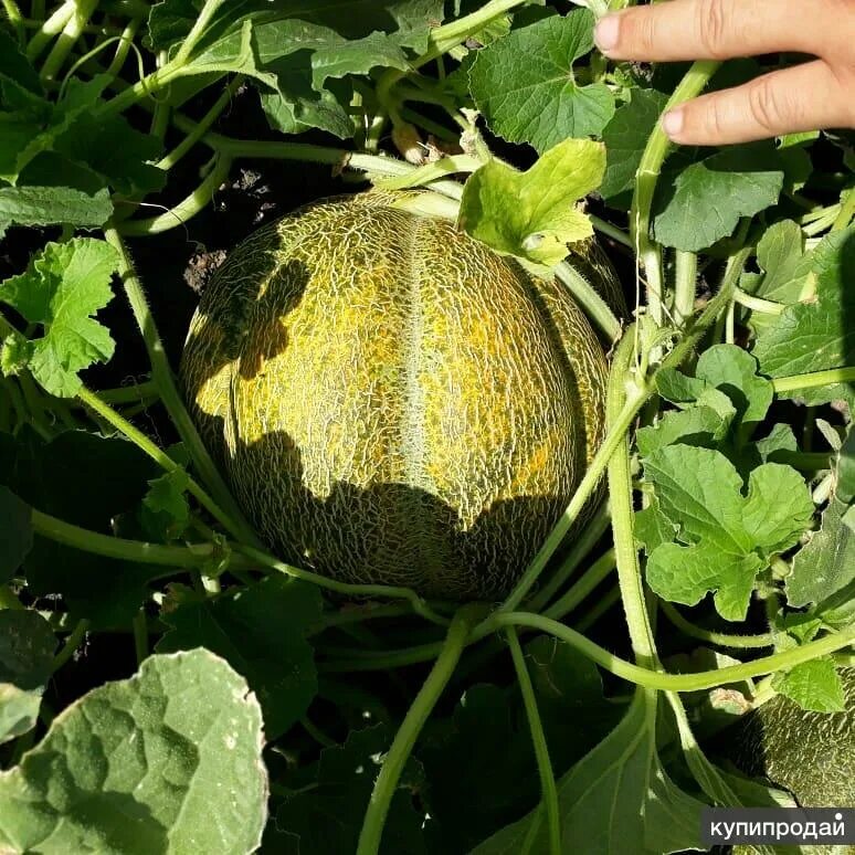 Дыня астрахань. Астраханская бахча. Дыня астраханская. Дыня астрахань. Арбуз сорт астраханский.