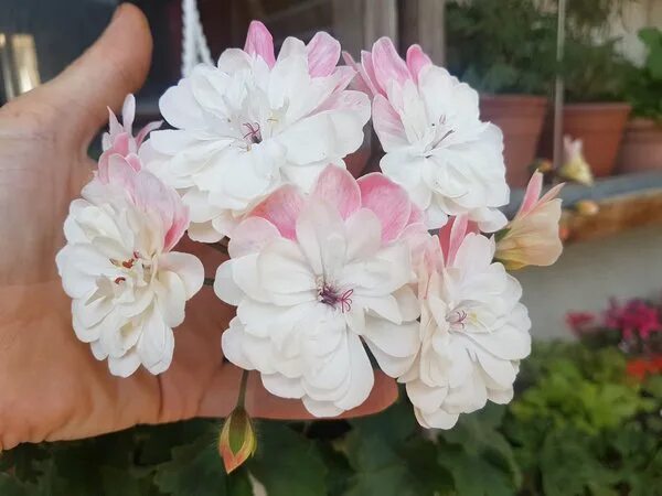 пеларгония (герань) dovepoint. пеларгония borre. пеларгония плющ-moonflairamethysts. пеларгония сорт эммануэль фото. пеларгония грин айс.