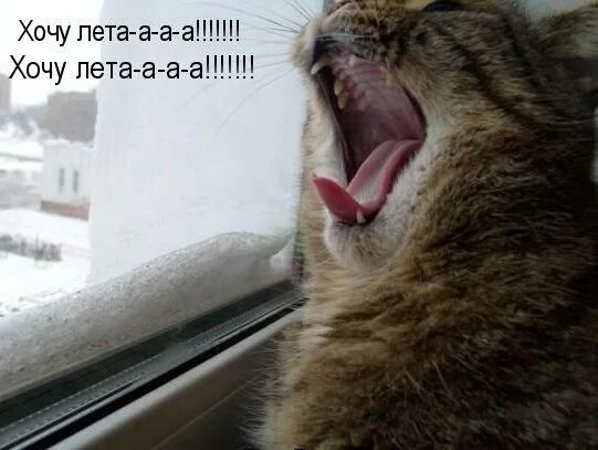 Когда уже потеплеет. Хочу лето. хочется уже лета. лето уже хочется. хочется быстрее лето.