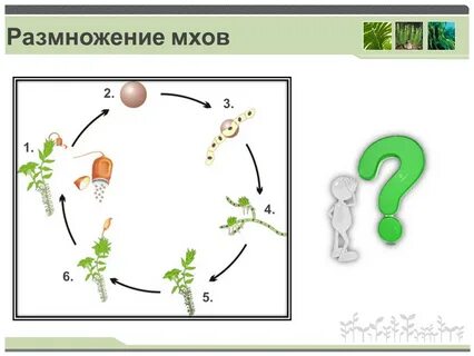 Размножение мхов связано с