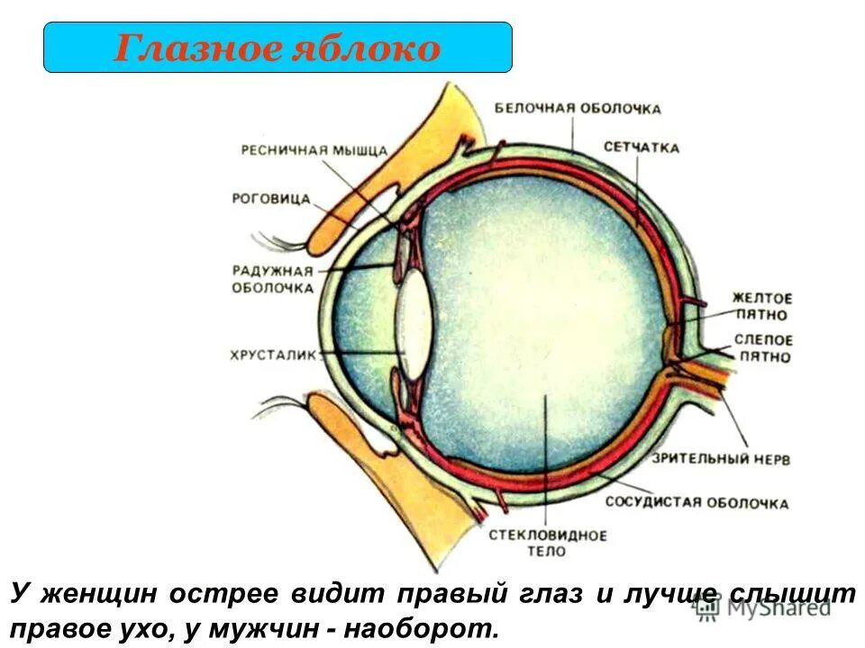 Тип глазного яблока. Тип глазного яблока. Тип глазного яблока. Тип глазного яблока. Тип глазного яблока.