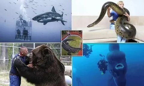 Әлемдегі ең үлкен сиқырлардың суреттері