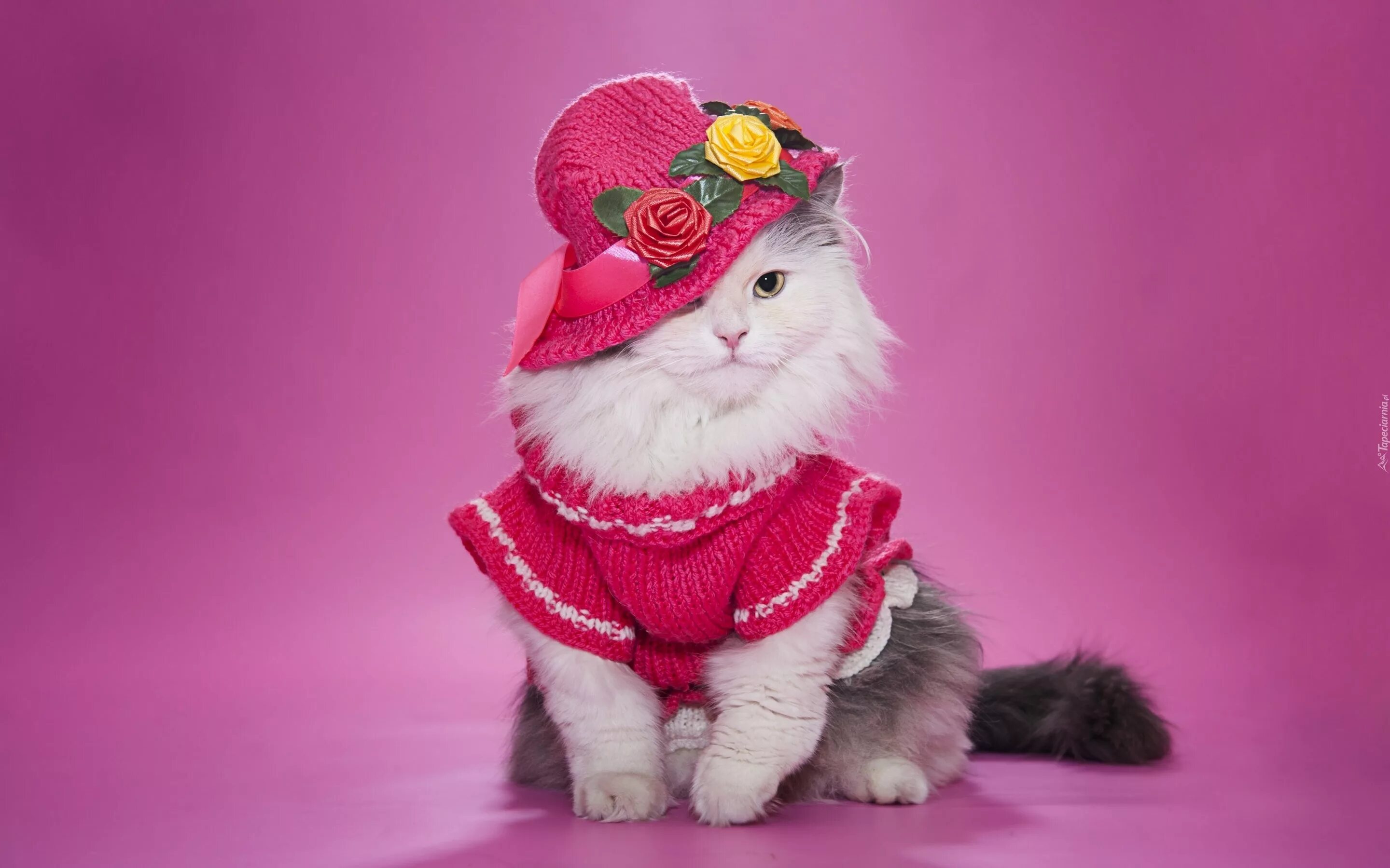 Картинки котиков с одеждой