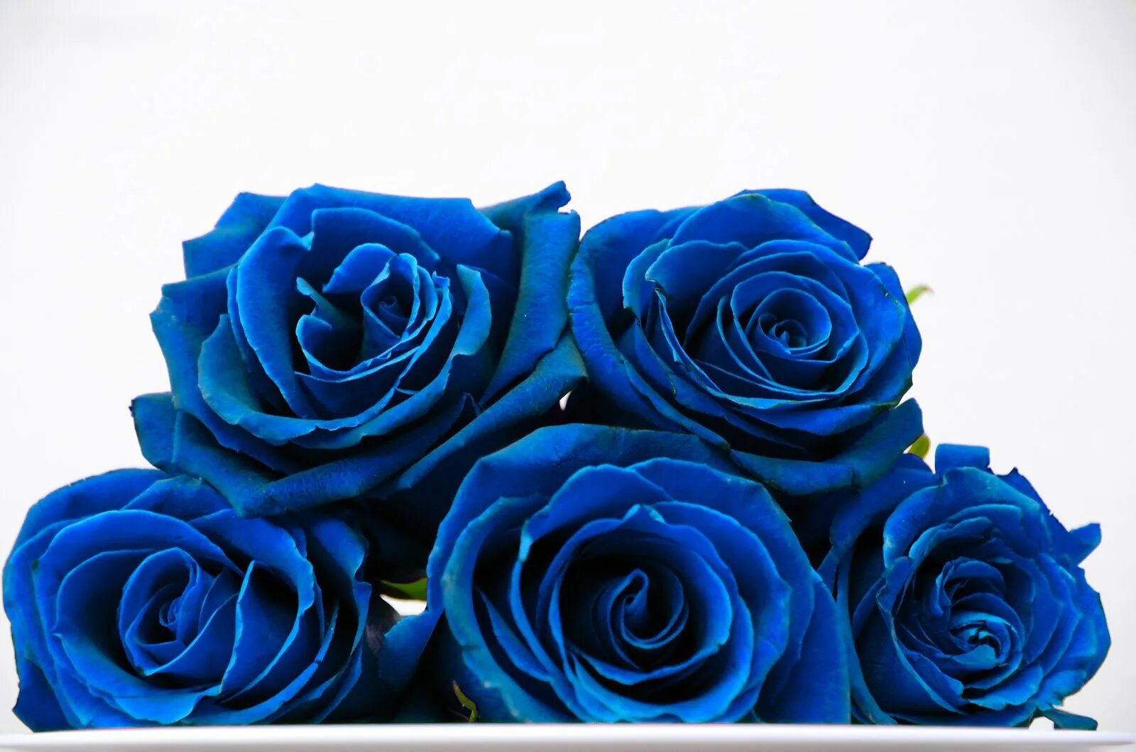 Красивые цвет из синих цветов. Голубые цветы.