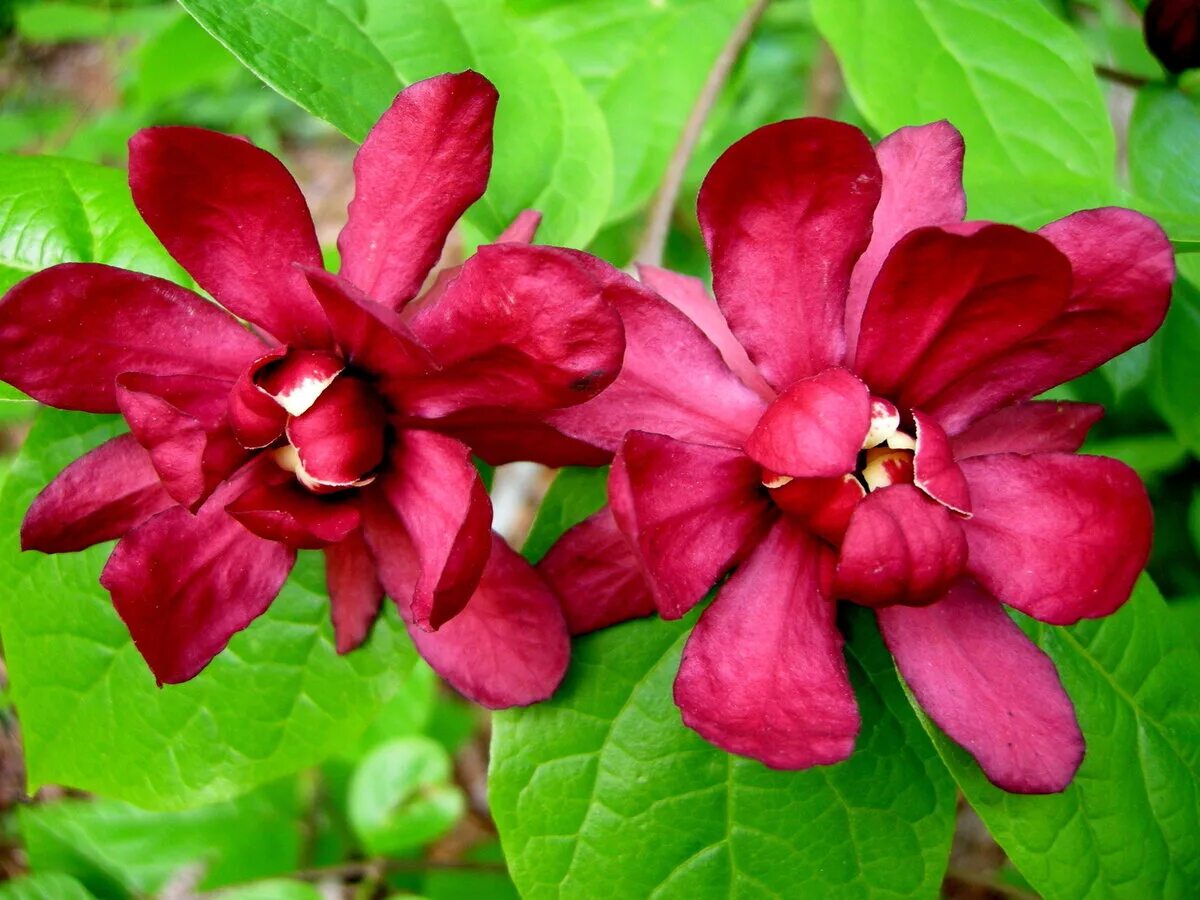 Каликант цветущий. Каликант кустарник. calycanthus floridus каликант. каликант цветущий (пряный куст).