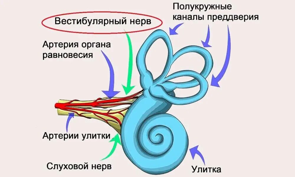 Воспаление вестибулярного нерва. Вестибулярный нейронит клинические рекомендации. симптомы поражения вестибулярного анализатора.