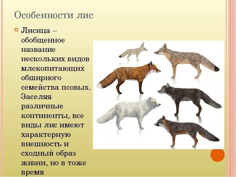 Fox список. Особенности лисы. Родственники лисы. Виды лисиц.