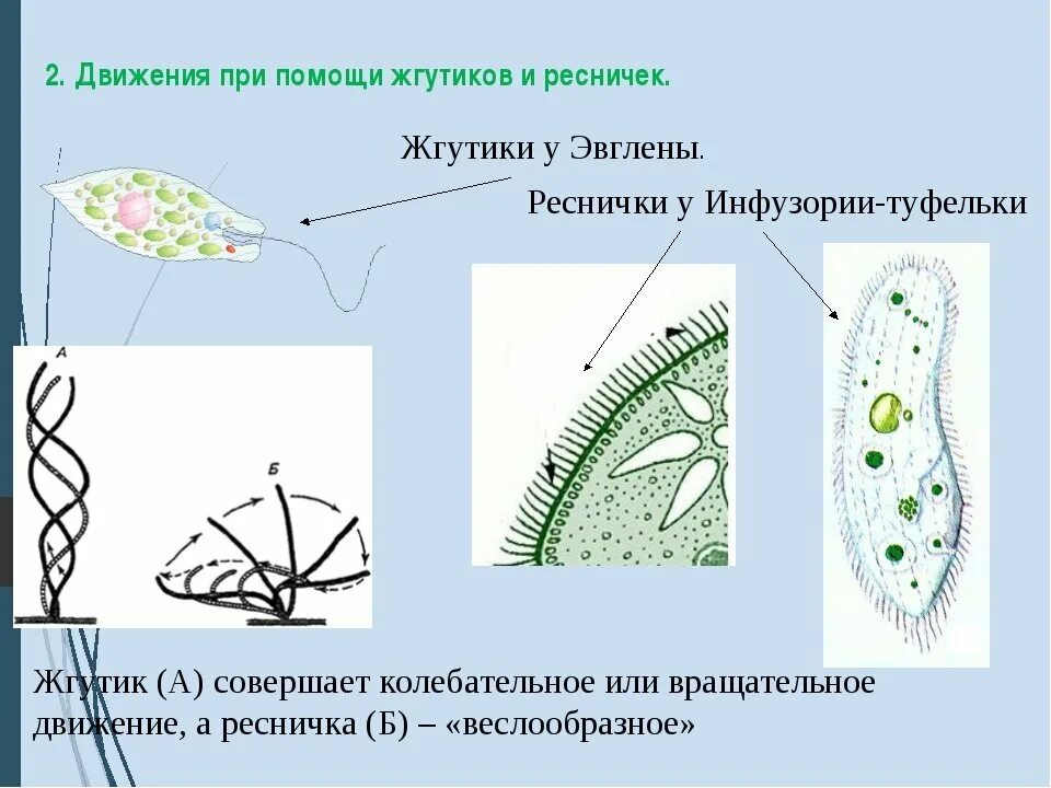 Строения и функции ресничек и жгутиков. Органоиды движения реснички и жгутики. передвижение при помощи жгутиков и ресничек. строение ресничек клетки. строение ресничек и жгутиков.