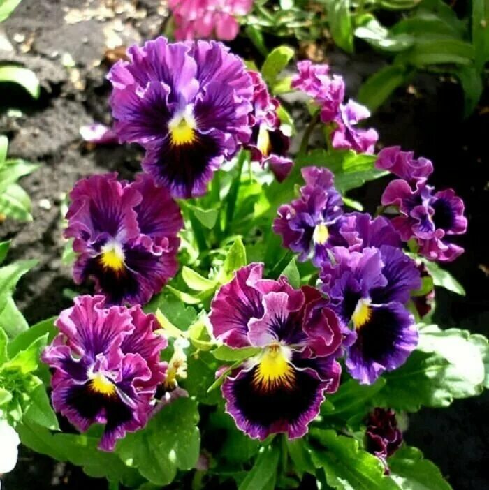 анютины глазки рококо микс. анютины глазки рококо. виола виттрока германика. виола махровая рококо. анютины глазки (виола) германика.