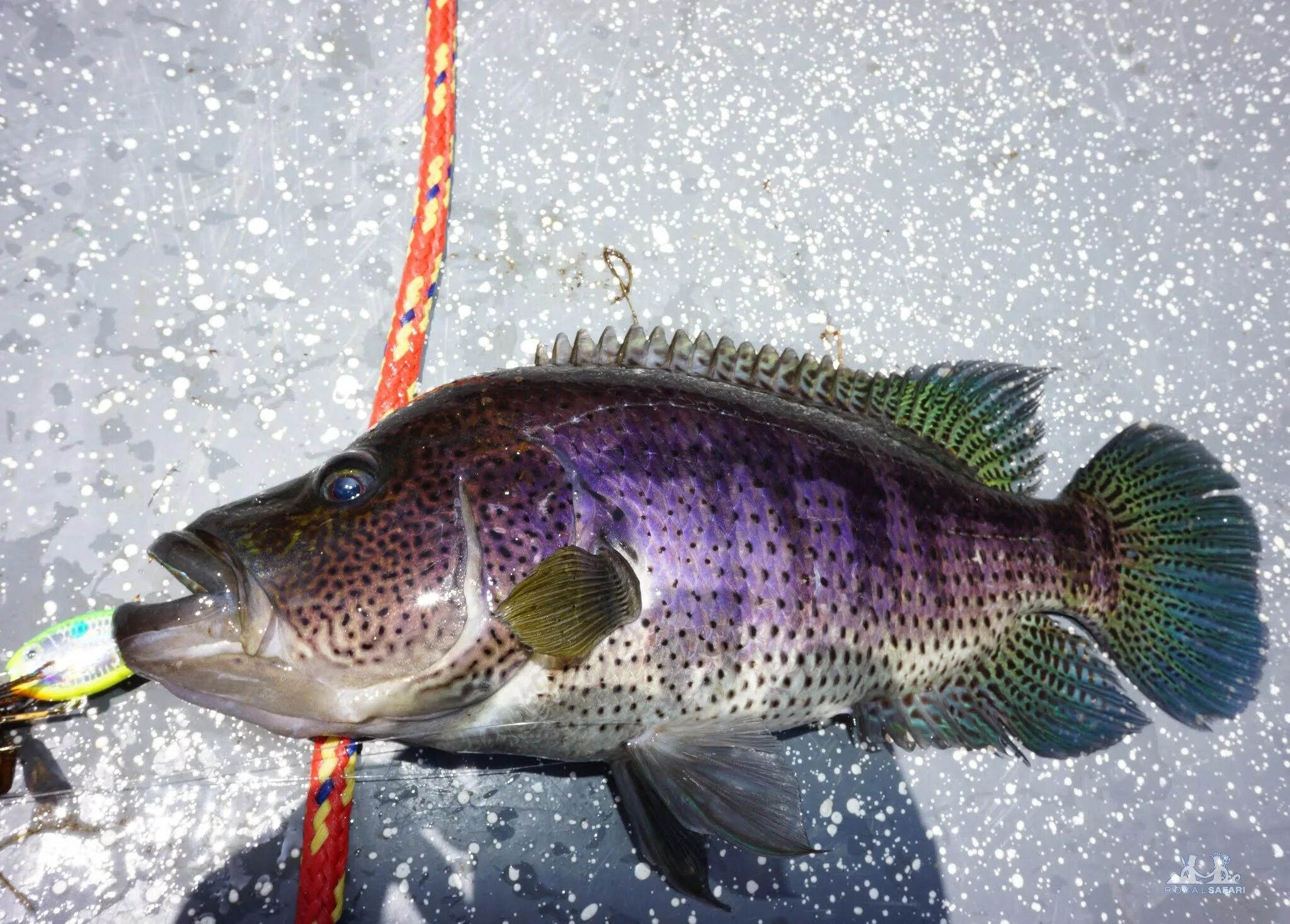 Pin by Dale Stanley on Fish and game Freshwater fishing, Cool fish, Fish
