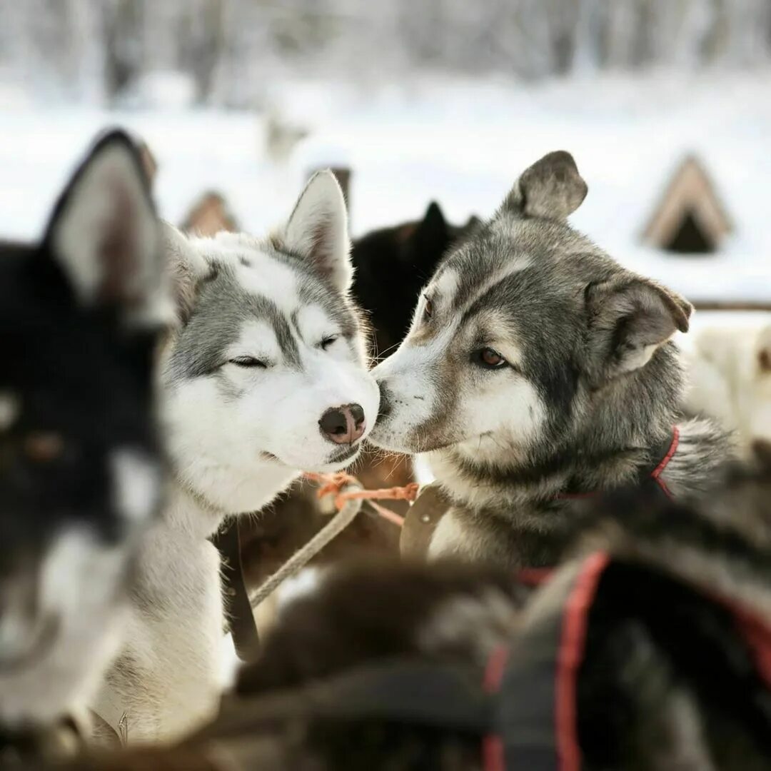 Ездовая лайка. Хаски камчатки. Берингия собачьи упряжки. Камчатские хаски. Камчатка берингия гонки на собаках.