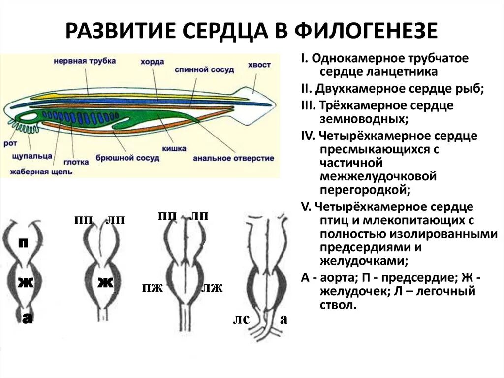 Развитие сердца в филогенезе. Филогенез кровеносной системы хордовых. Эволюция кровеносной системы позвоночных схема. Филогенез кровеносной системы позвоночных животных.