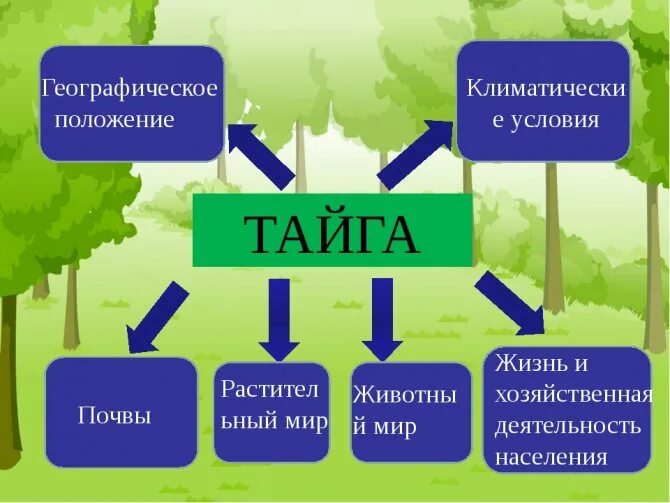 Тайга география 7 класс. Тайга условия природы. Схема природной зоны тайги. Кластер Тайга. Кластер по теме Тайга.