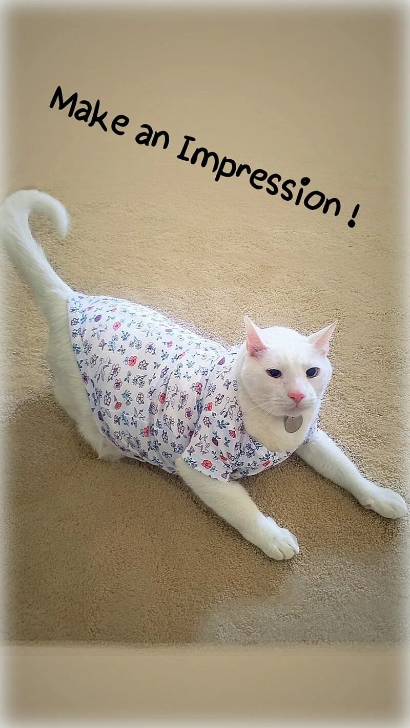 Make your impression. Make an impression.