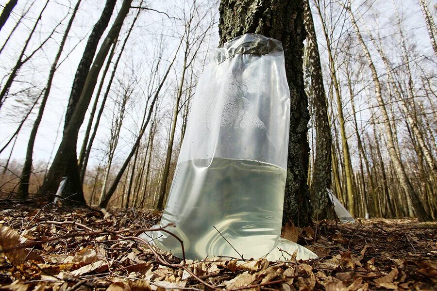 сокодвижение береза березовый сок. береза и березовый сок. когда собирать березовый сок в 2024. собрать березовый сок. когда собирать березовый сок в 2024.