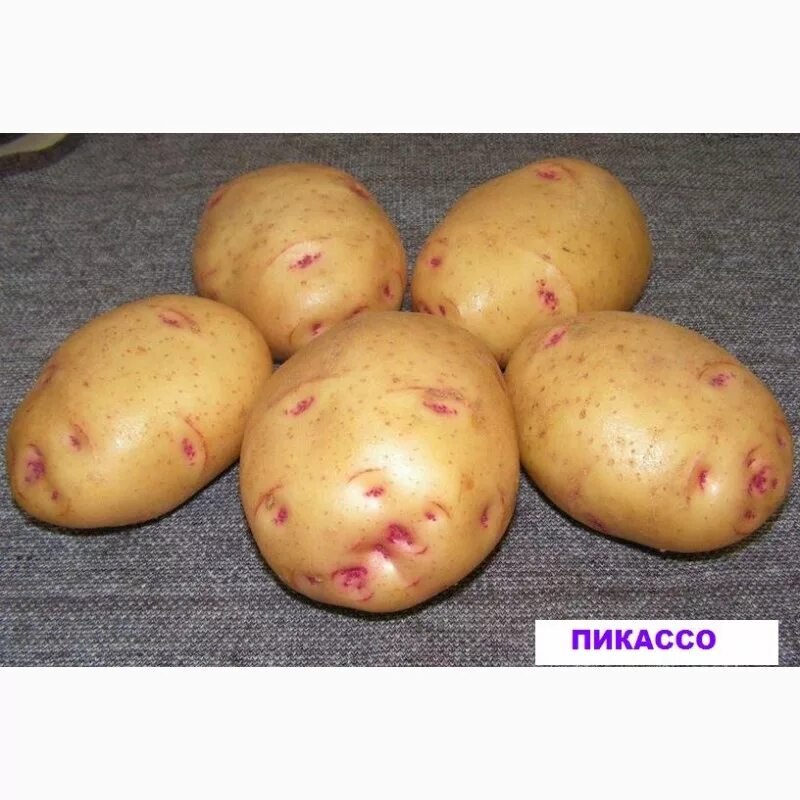 Какой сорт ранних. Какой сорт ранних