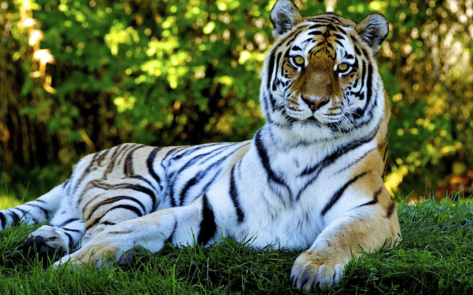 Красивая заставка тигр. Тигр 2022. Красивый тигр. Тигр в природе. Картинки тигров на рабочий стол.