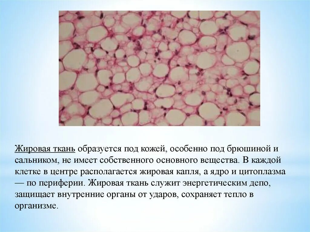 Жировая ткань. Жировая ткань животных. Клетки жировой ткани. Вид ткани жировая ткань.