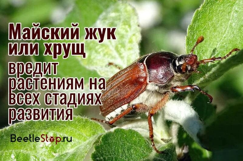 Майский жук какое превращение. Майский жук хрущ. майский жук откладывает яйца. майский жук (хрущ майский). апрельский хрущ жук.