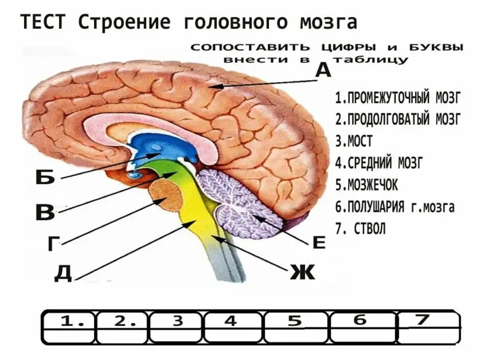 Тест по биологии головной и спинной мозг. Биология отделы головного мозга. Головной мозг структура строение. Структуры головного мозга биология 8 класс. Отделы головного мозга 8 класс биология.