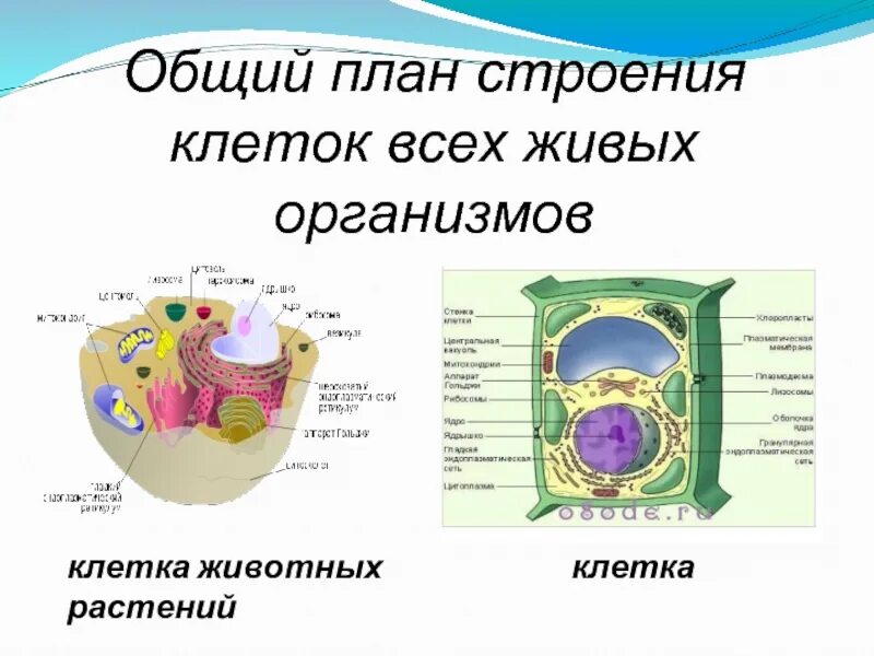 5 основных структур клетки. Общий план строения клеток живых организмов. общий план строения клетки схема. основное строение клетки. строение живой клетки.