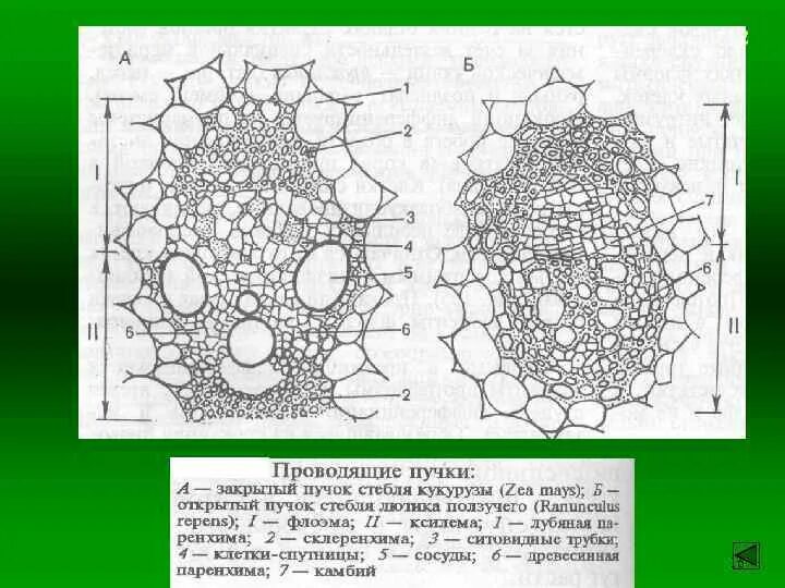 Характеристика проводящего пучка. Поперечный срез стебля тыквы обыкновенной. Поперечный срез стебля строение проводящих Пучков. Срез стебля однодольного растения. Поперечный срез проводящего пучка картофеля с подписями.