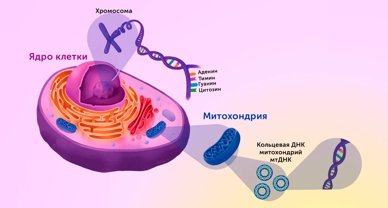 Соединение в днк клетки. ДНК ядро и митохондрии. ДНК В ядре. Митохондриальная ДНК.