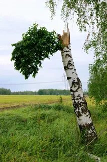 Сухая березовая