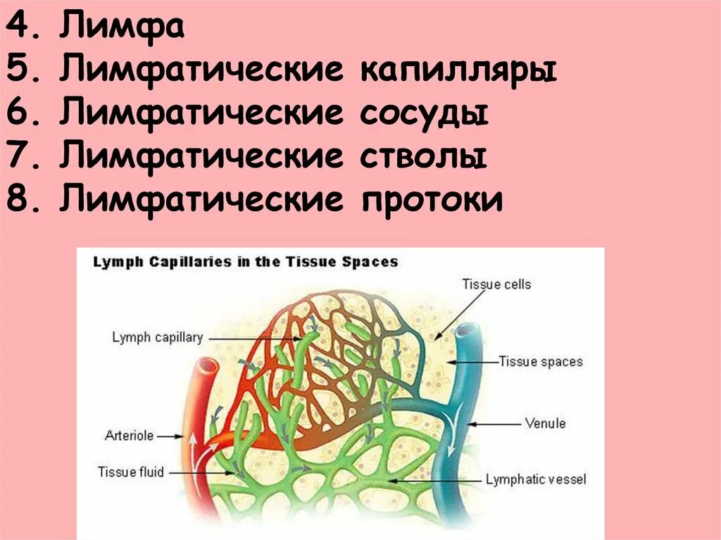 Лимфатические капилляры лимфатические сосуды схема. Строение капилляров лимфатической системы. Строение капилляры лимфа. Слепо замкнутые лимфатические капилляры. Где находятся кровеносные и лимфатические сосуды