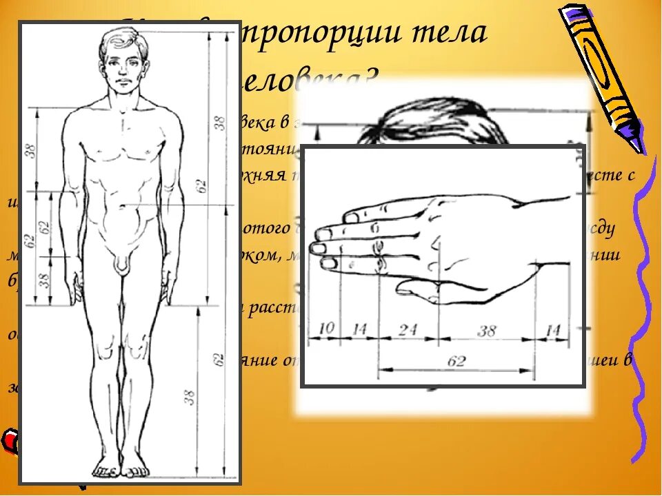 Соотношение частей тела человека. Пропорции человека. Пропорции человеческого тела. Пропорции частей тела.