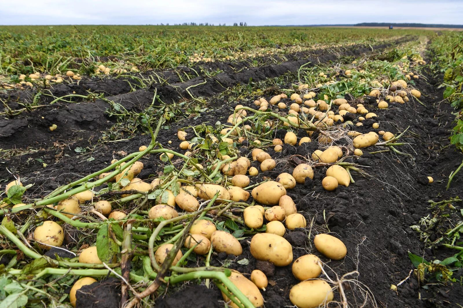 Картофель черноземья. Поле картошки. Сельское хозяйство картошка. Сбор урожая картофеля. Растениеводство картофель.