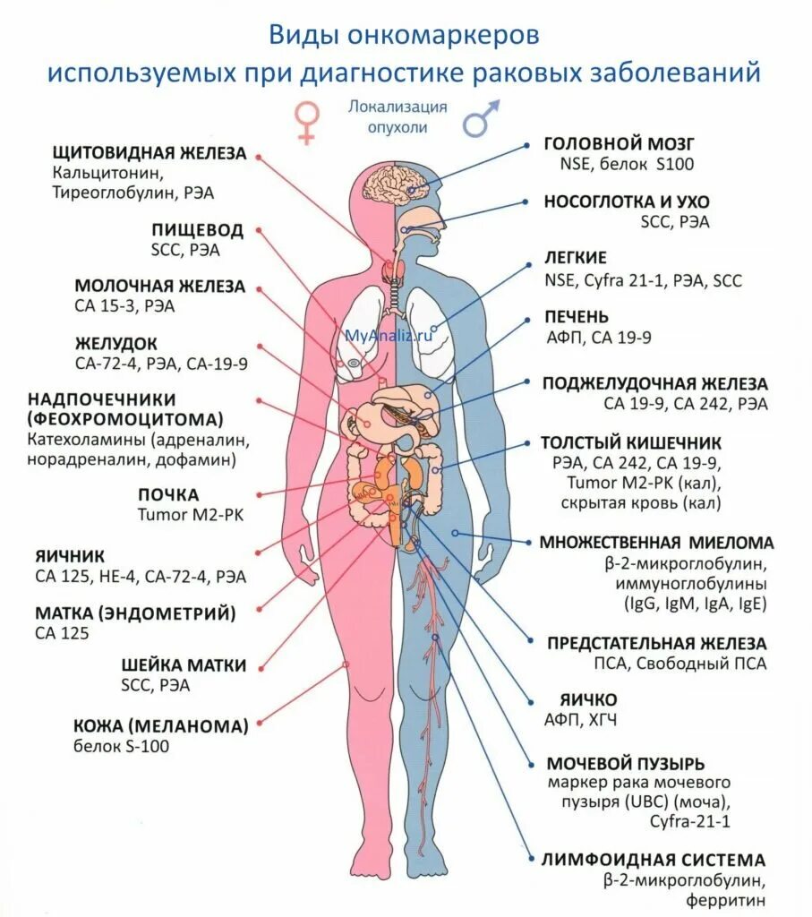 Онкомаркеры на рак норма