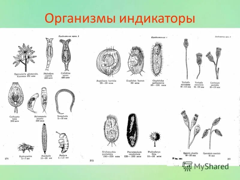 организмы индикаторы. организмы индикаторы. растения биоиндикаторы почвы.