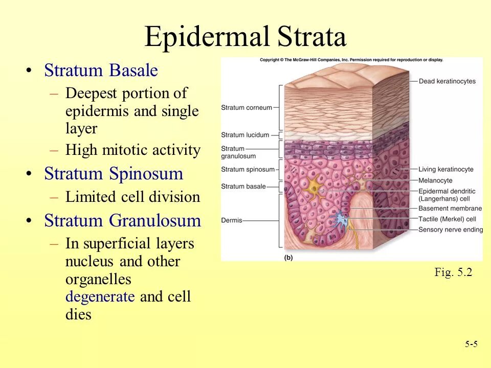 Stratum перевод. Stratum basale. stratum spinosum. stratum granulosum. stratum spinosum synoviale.