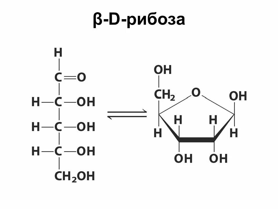 Бета рибоза формула. Структура формула рибозы. Бета д дезоксирибоза. Циклические формулы рибозы и дезоксирибозы. Рибоза характеристика