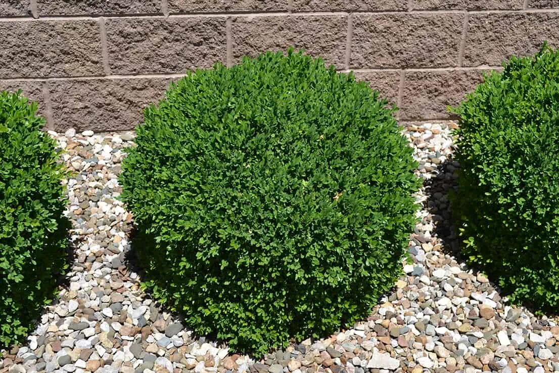 Самшит Буксус. Buxus sempervirens самшит. Самшит — Buxus colchica. Спирея самшит.