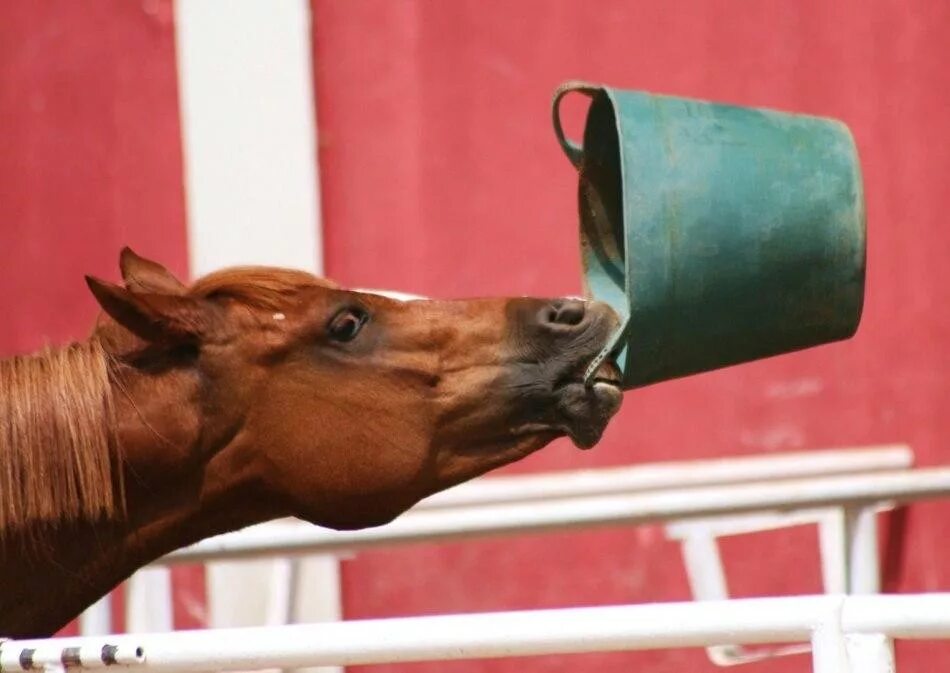 Лошадь пьет воду. Лошадь пьет. Поение лошадей. Попить лошадь. Кормление и поение лошадей.