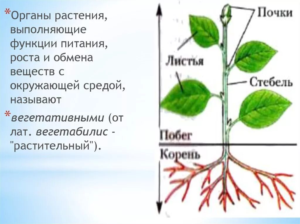 Органы растений. Строение органов растений и их функции. Название органов растений. Вегетативные органы растений. Назовите вегетативные органы