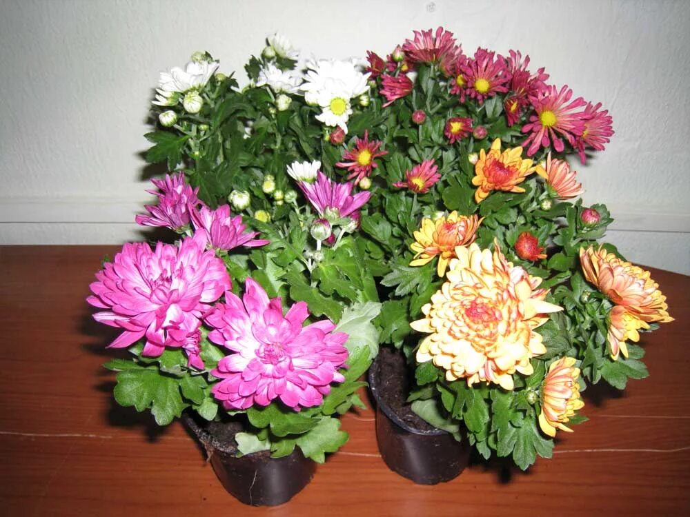 Хризантема карликовая горшечная. Хризантема в горшке для квартиры. Хризантема мелкоцветковая комнатная. Хризантема юник. Хризантема мультифлора полив.