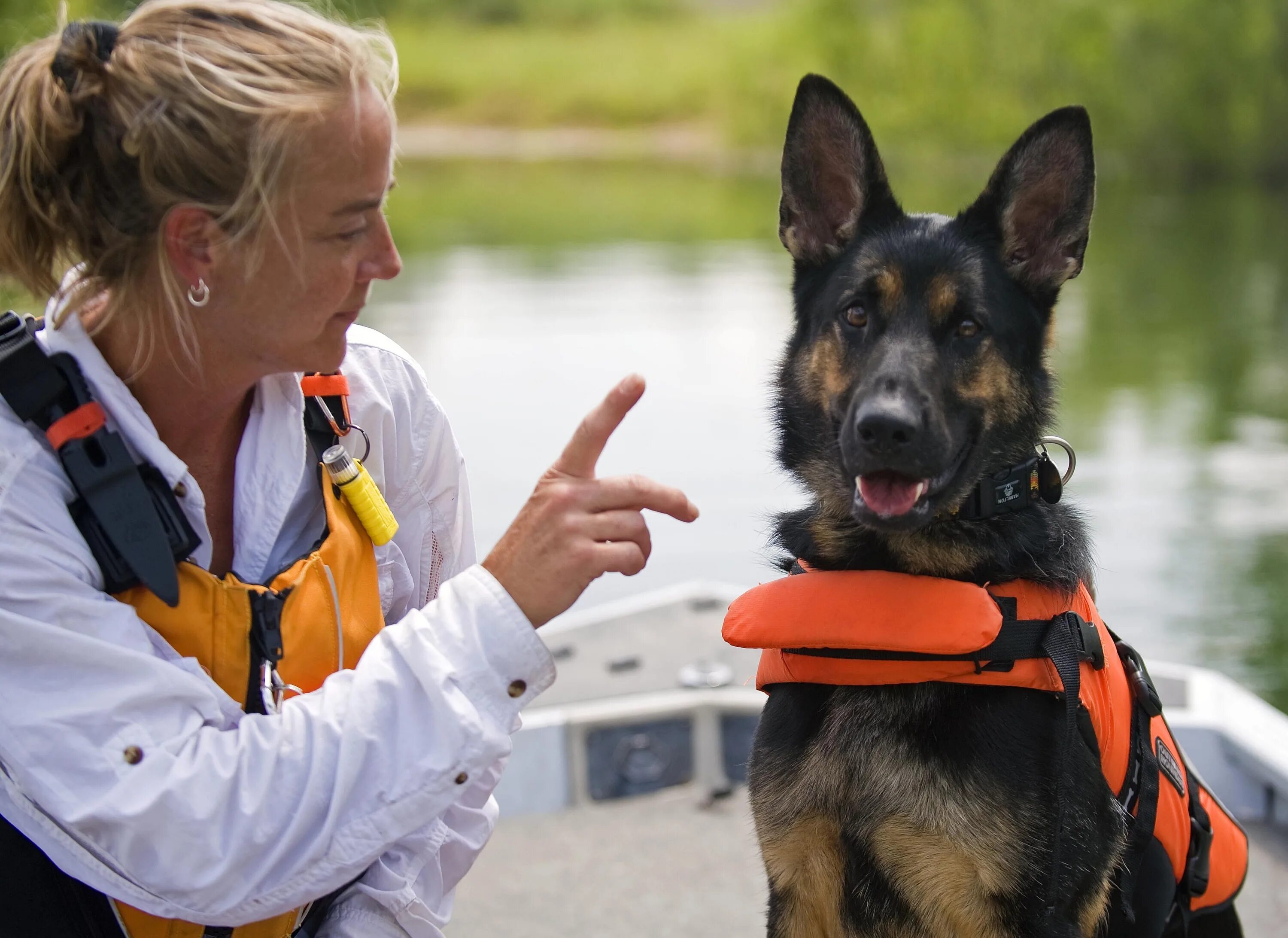 Собака в форме человека. Поисково-спасательная служба собак. Поисково спасательные собаки. Собаки спасатели.