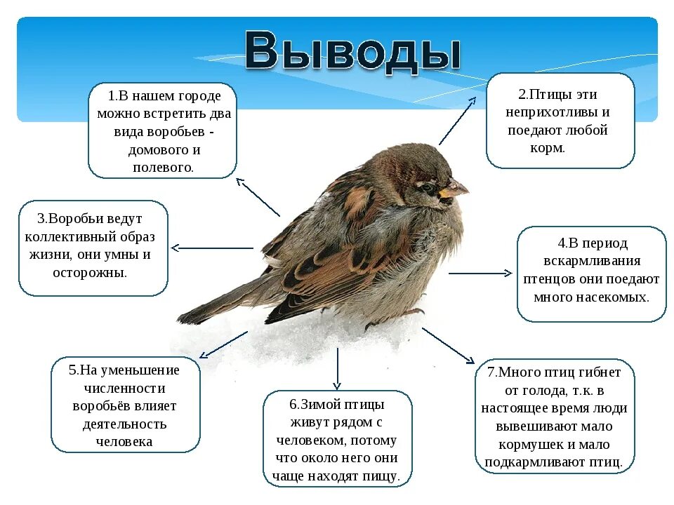 Почему воробей может съесть горсть. Птицы. Разные виды птиц. Описание птиц. Строение воробья.