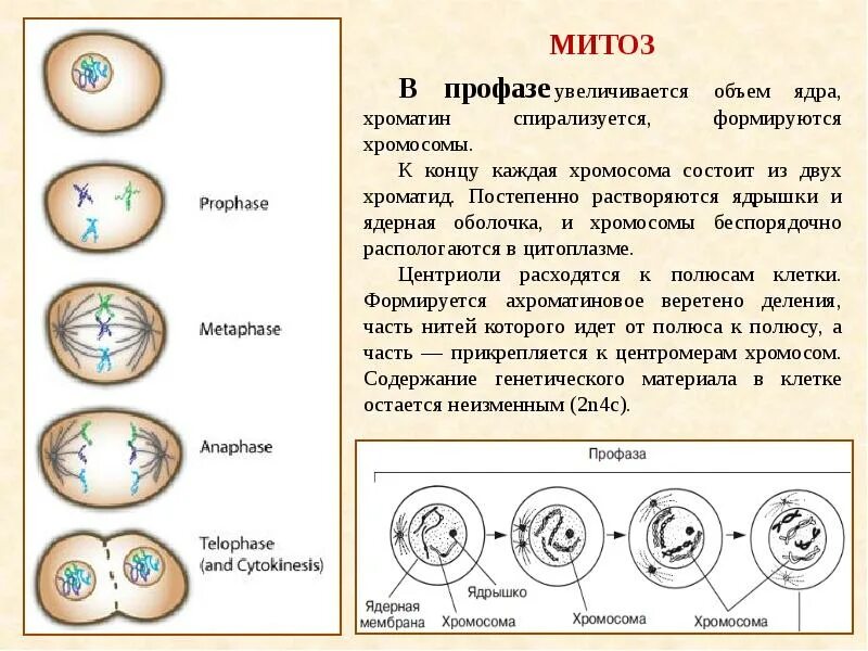 В профазе происходит спирализация хромосом. Клетка в профазе митоза. Митоз состоит из 4 фаз. Основные процессы профазы митоза. Митоз 2 хромосом.