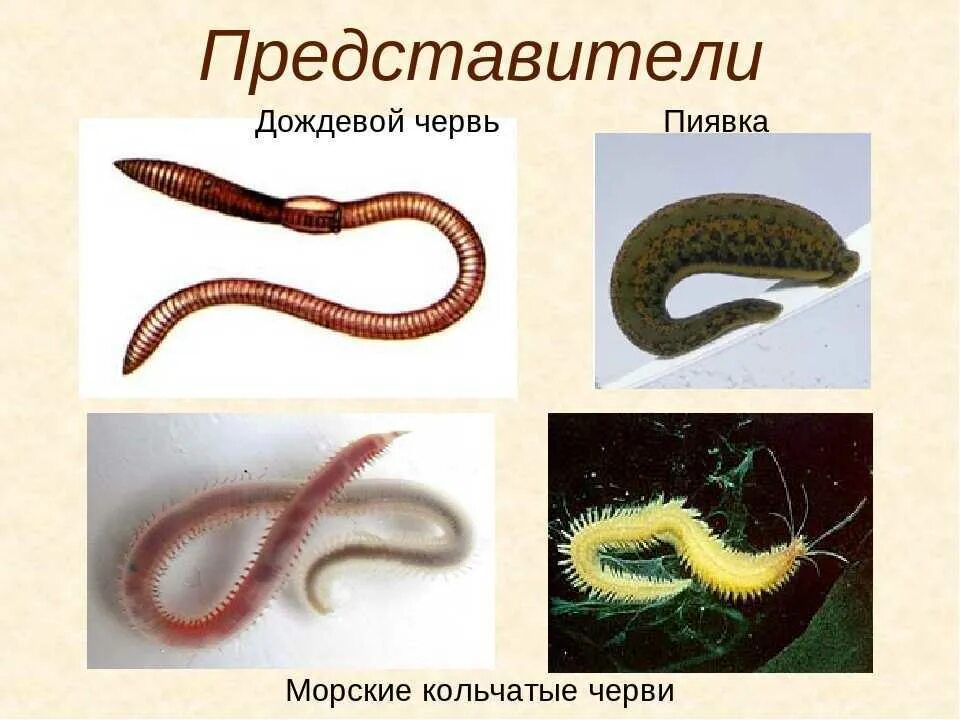 Черви животные представители