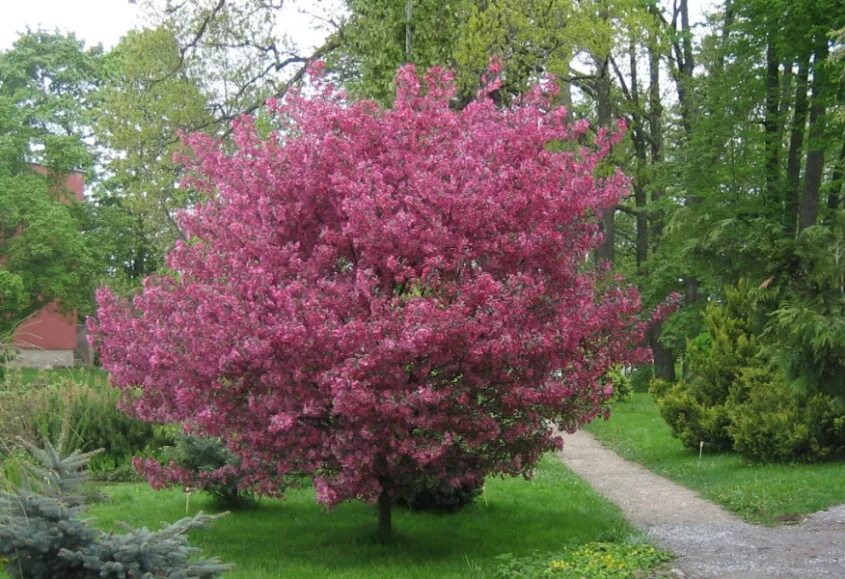 Фото декоративной яблони. Яблоня Malus Royalty. Яблоня Хелена Недзвецкого. Яблоня "роялти" - Malus "Royalty". Яблоня Недзвецкого Malus niedzwetzkyana.