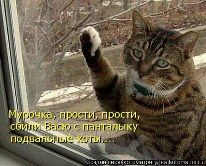 А меня пускай. Кот просящий прощения. коты просят прощения. не пускайте кота. котик просит прощения.