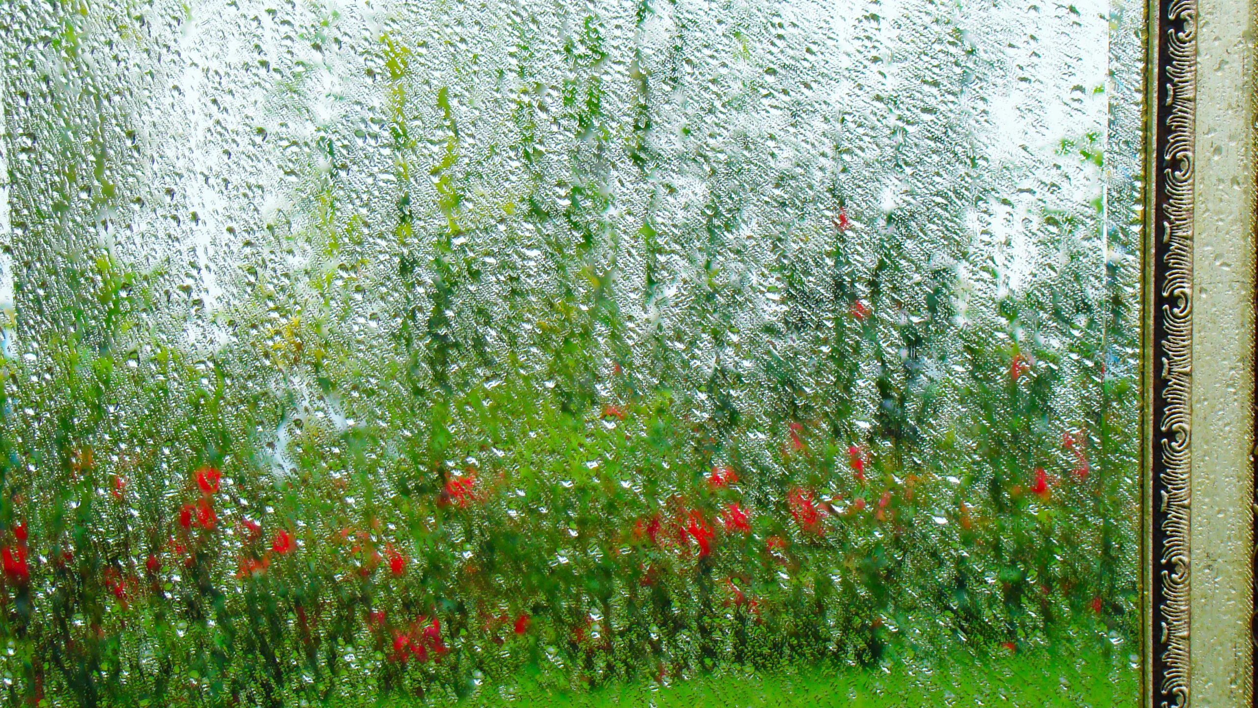 Через сколько после дождя. Зелень после дождя. Майский дождь. Поляна после дождя. Дождь зелень.